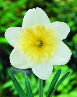 Narcis Ice Follies